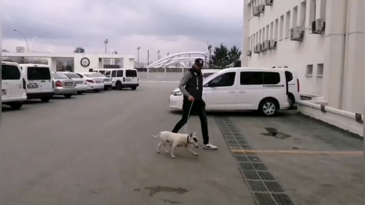 Değerli Köpek Hırsızlığı: Şüpheli Tutuklandı