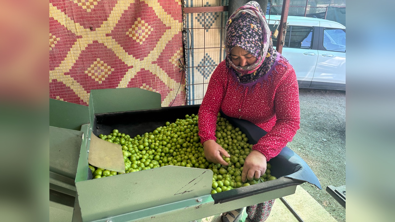 Silifke'de Erik Hasadı Başladı, Kilo Fiyatı 450 Lira