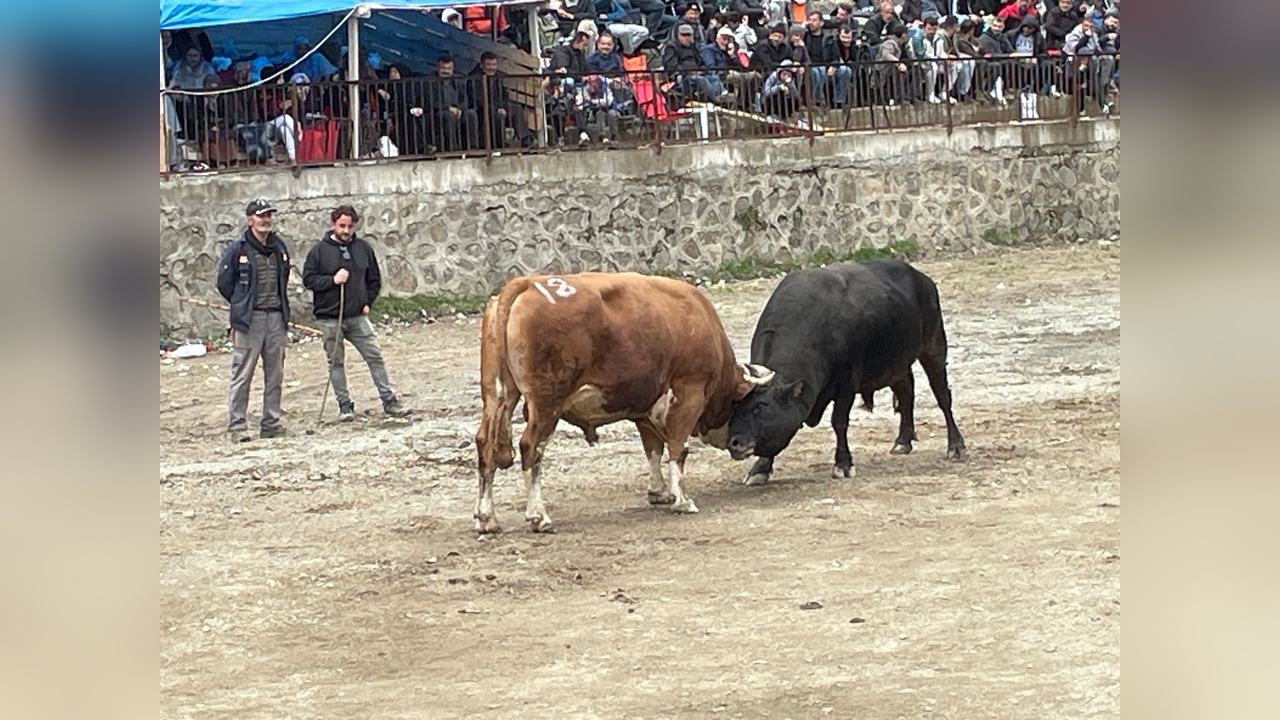 Artvin'de Boğa Güreşi Festivali Coşkusu