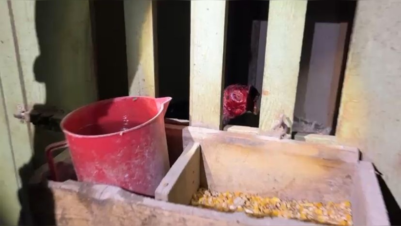 Sakarya'da Horoz Dövüşü ve Bahis Operasyonu: 32 Kişiye Cezai İşlem