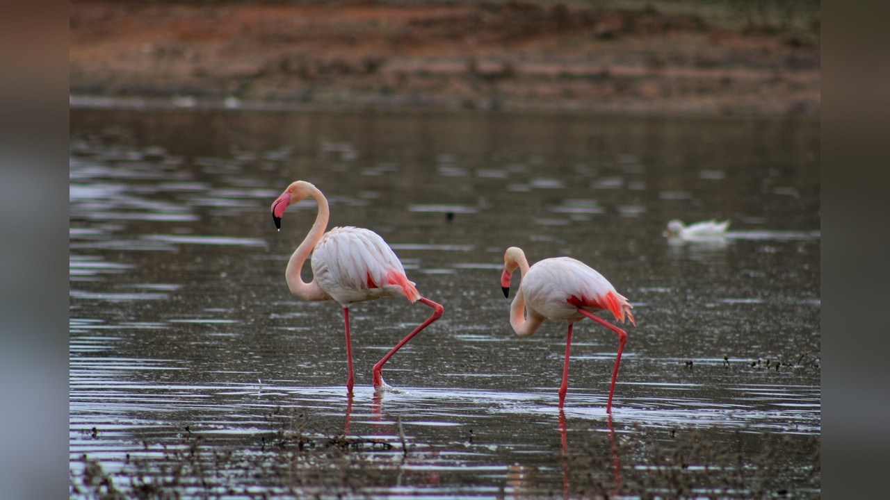 Tuz Gölü Flamingo Göçlerinde Belirgin Artış Yaşanıyor