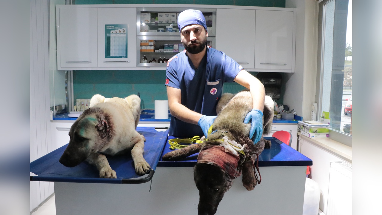 Kulakları Kesilmiş Üç Köpek İçin Yardım Eli Uzatıldı