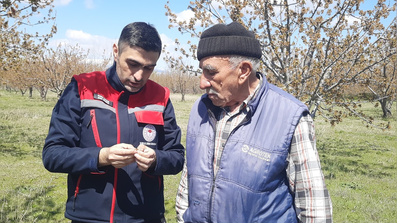 Bölgede Bu Yıl Kiraz Üretimi Beklenmiyor