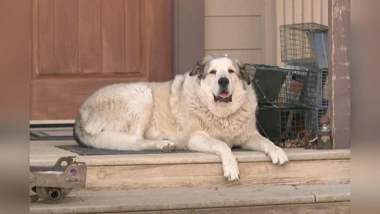 Arizona’da Kayıp 2 Yaşındaki Çocuk Köpeğin Yardımıyla Kurtarıldı