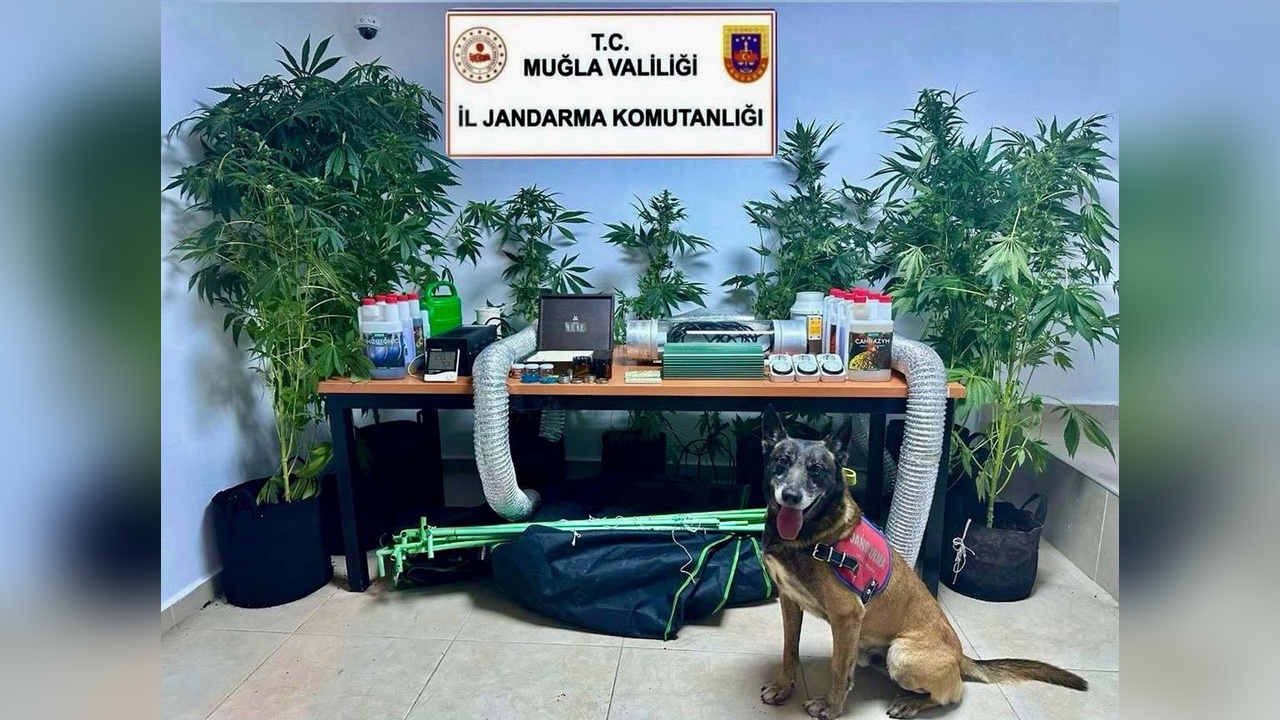Elbise Dolabında Hint Keneviri Yetiştiren Öğretmen Gözaltına Alındı