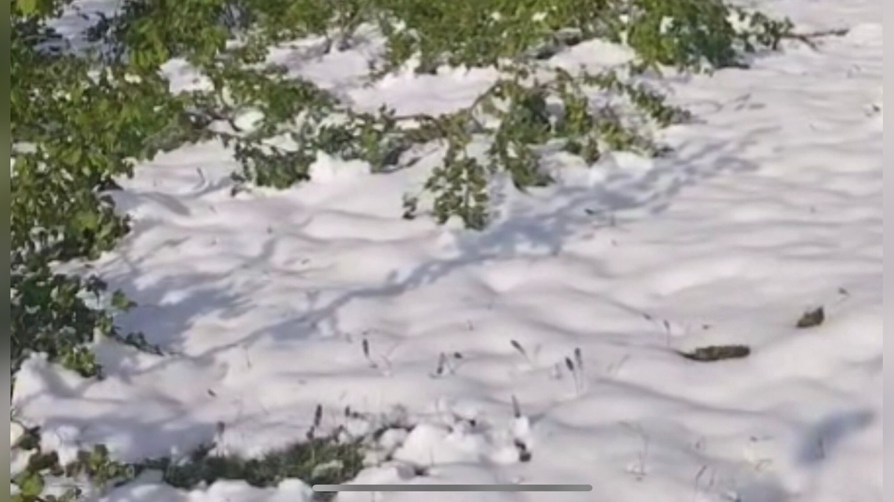 Zirai Dondan Zarar Gören Bahçe Videoya Alındı, Sela Okundu