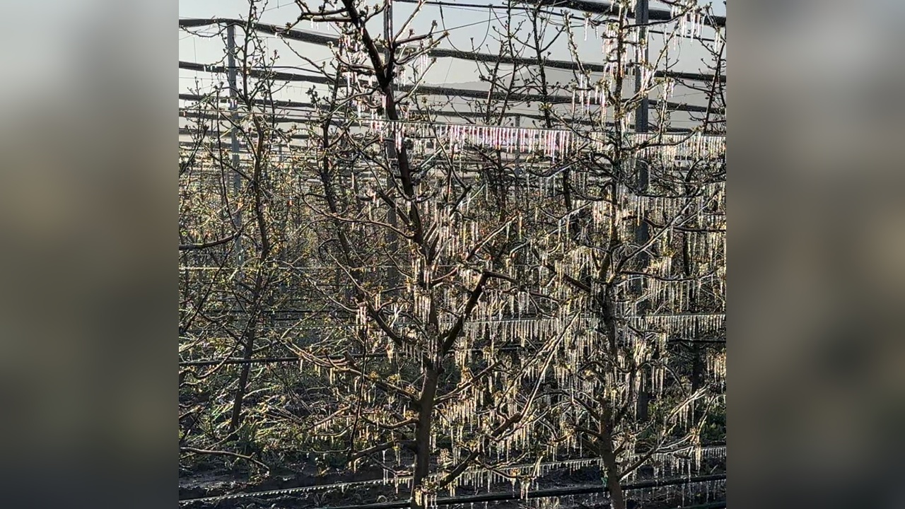 Isparta'da Zirai Don Hasara Yol Açtı: Elma, Gül, Kiraz ve Kayısıda Büyük Kayıplar Yaşandı