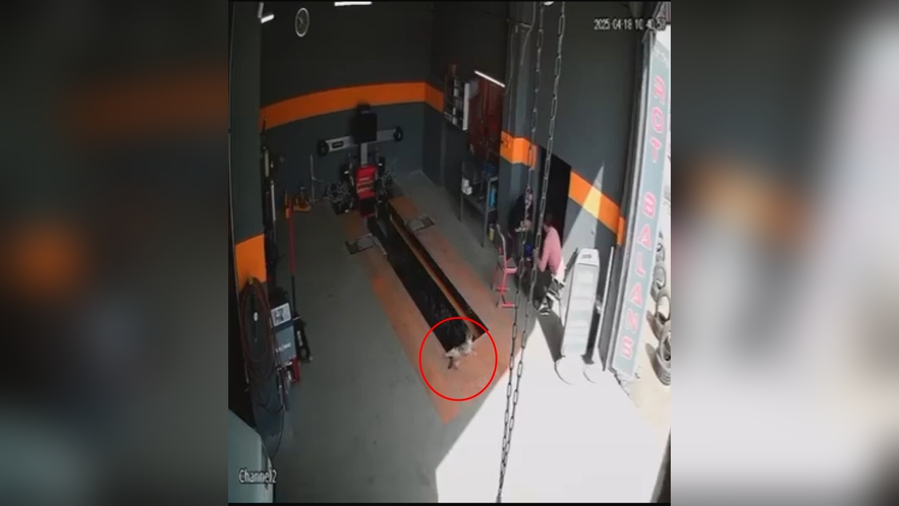 Kedi Raylı Kanal Krikosuna Düştü, Güvenlik Kamerasına Yansıdı
