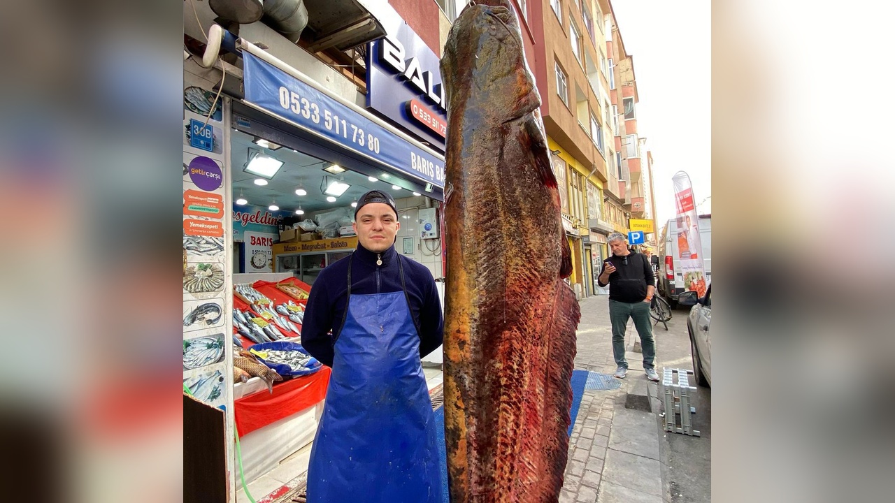 Meriç Nehri'nde Yakalanan 3 Metrelik Yayın, Kilosu 450 Liradan Satışta
