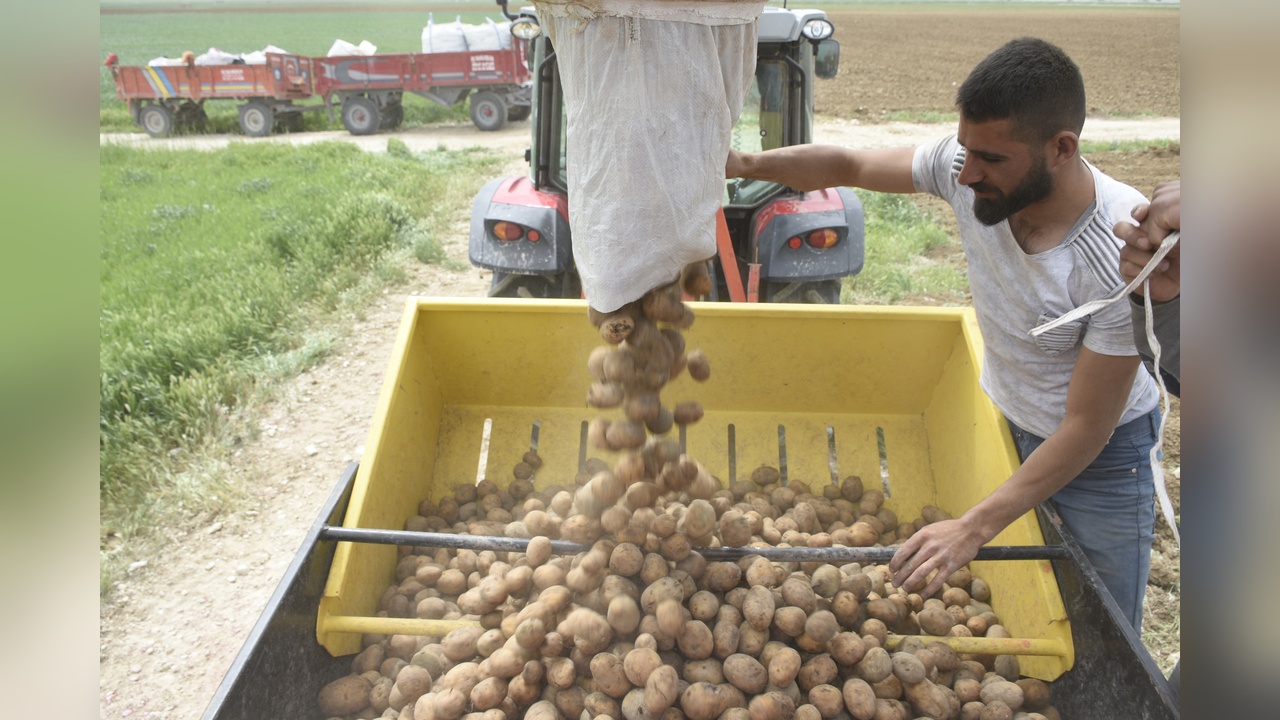 Niğde'de Patates Ekim Alanlarında Düşüş Yaşanıyor
