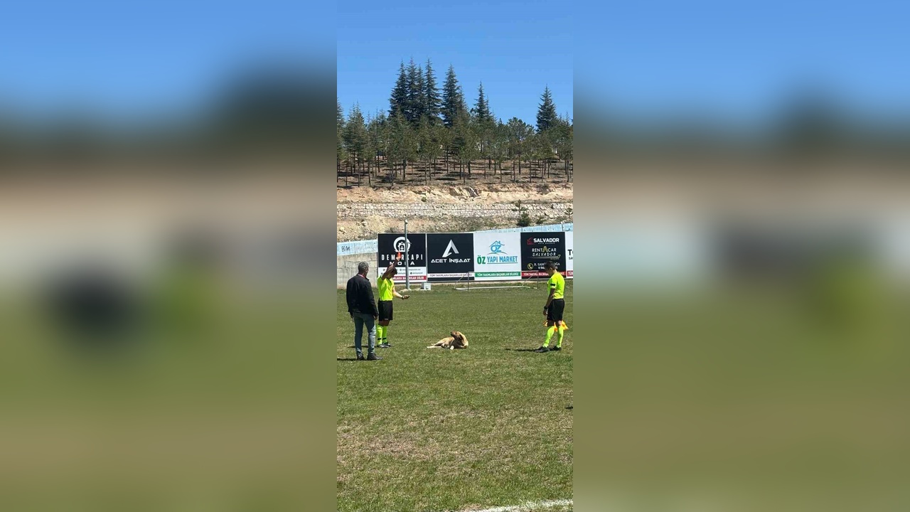 Amatör Futbol Maçında Sahaya Giren Köpeğe Kırmızı Kart Gösterildi