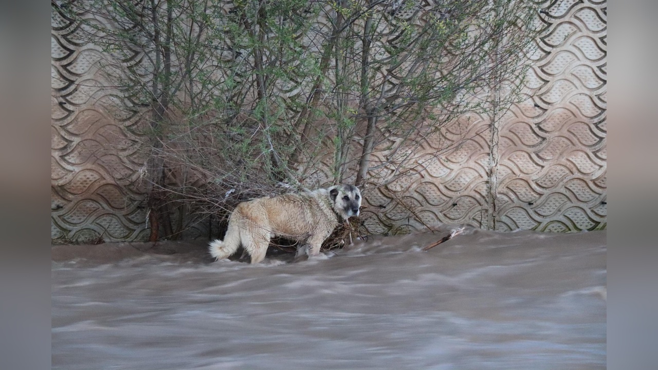 Oltu Çayı'nda Sürüklenen Köpek 4 Saatlik Çaba ile Kurtarıldı
