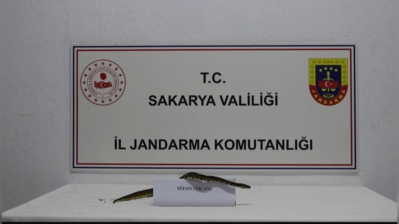 İş Yerinde Kraliyet Pitonu Güvenlik Güçleri Tarafından Yakalandı