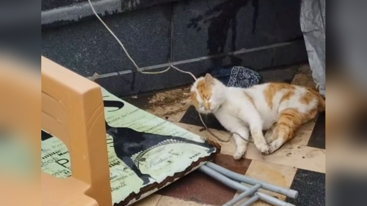 Kilisede Bulunan İple Boğulmuş Kedi Şehri Üzüntüye Boğdu