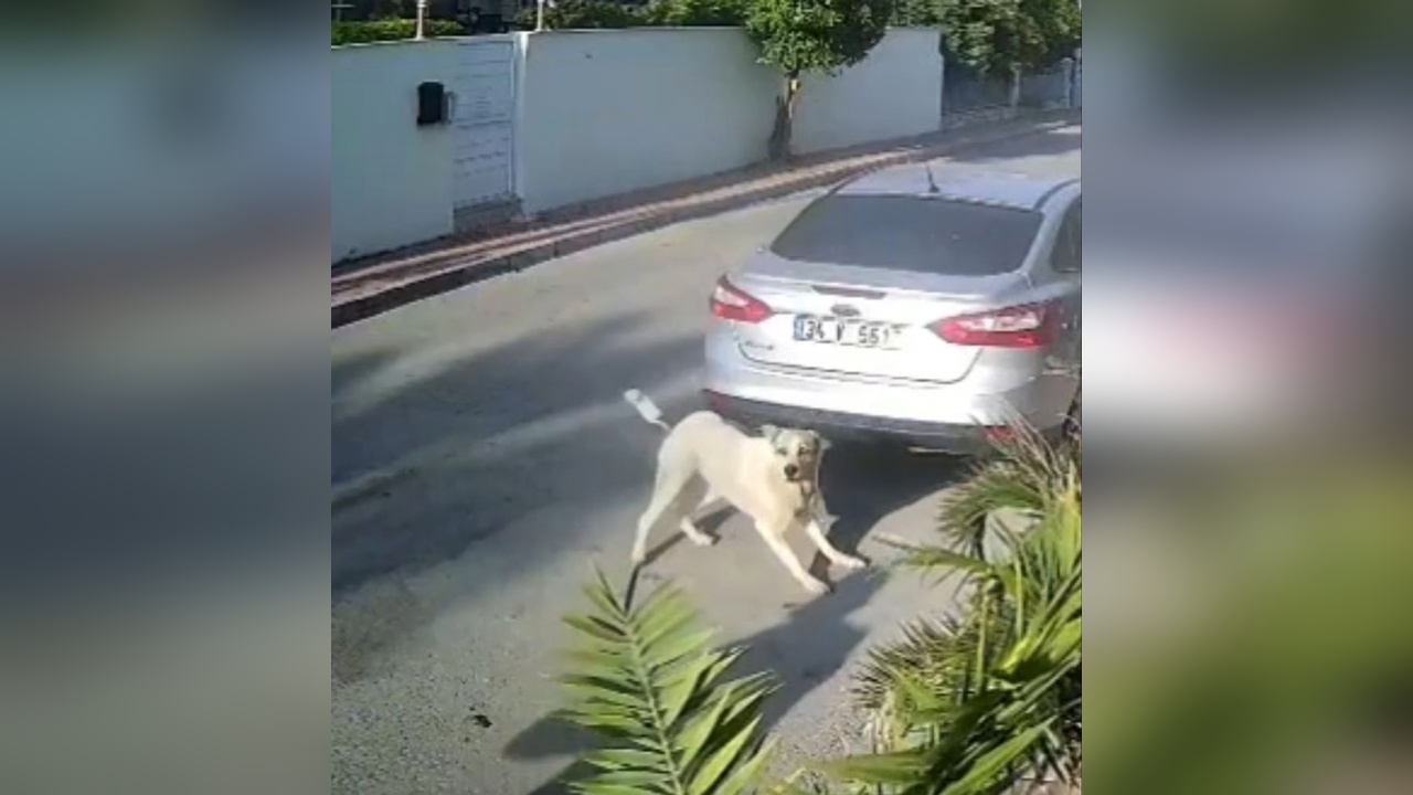 İşletme Sahibi Köpeğe Ateş Açtı: Bir Hayvan Katliamı Olayı