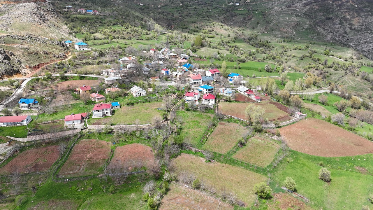 Ceviz Ağaçlarına Yönelik Zararlı Eylemler Artarak Devam Ediyor