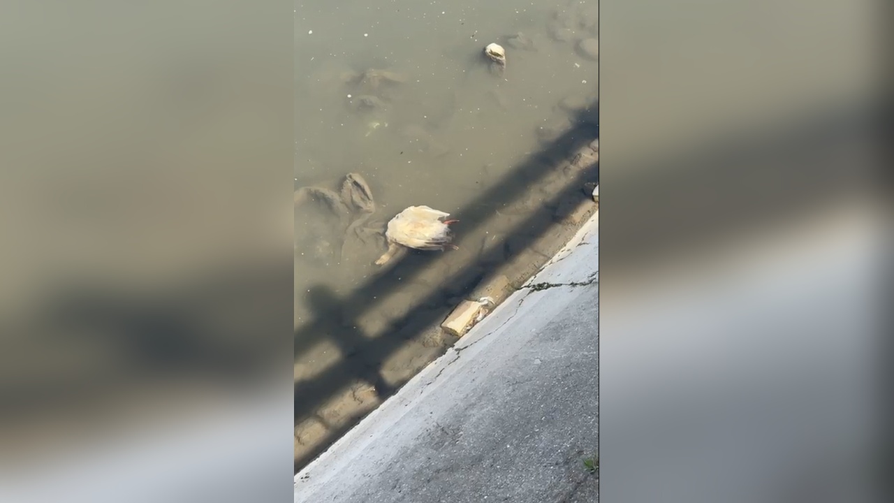 Yeşilırmak’ta Balık Ölümlerinin Ardından Ördek ve Kazlar da Ölüyor