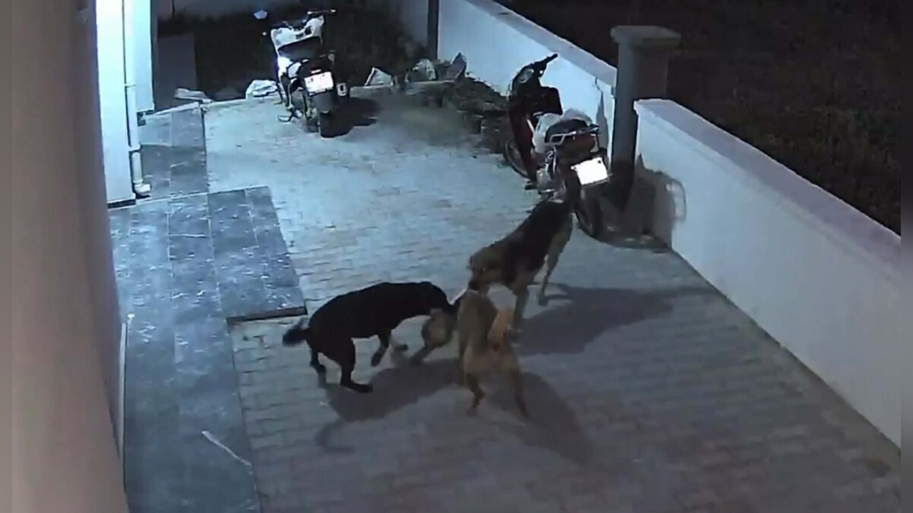 Sokak Köpeklerinin Saldırısına Uğrayan Kedi Hayatını Kaybetti