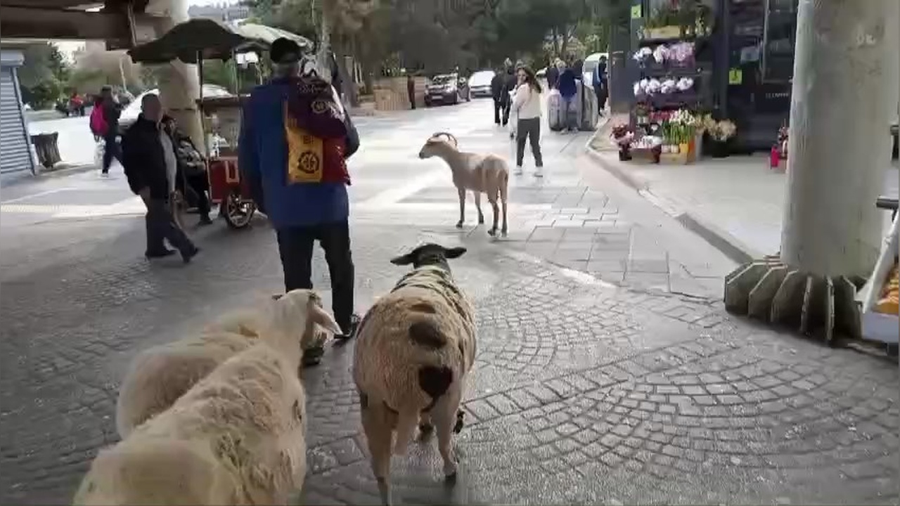 Küçükçekmece’de Bir Kişi Dört Koyunu ile Yürürken Kameralara Yansıdı