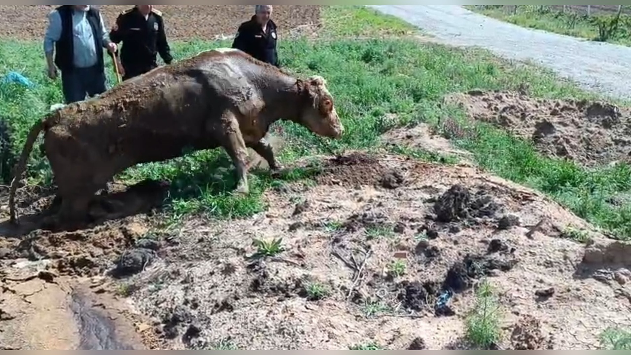 İtfaiye Ekipleri Çamura Saplanan İneği Kurtardı