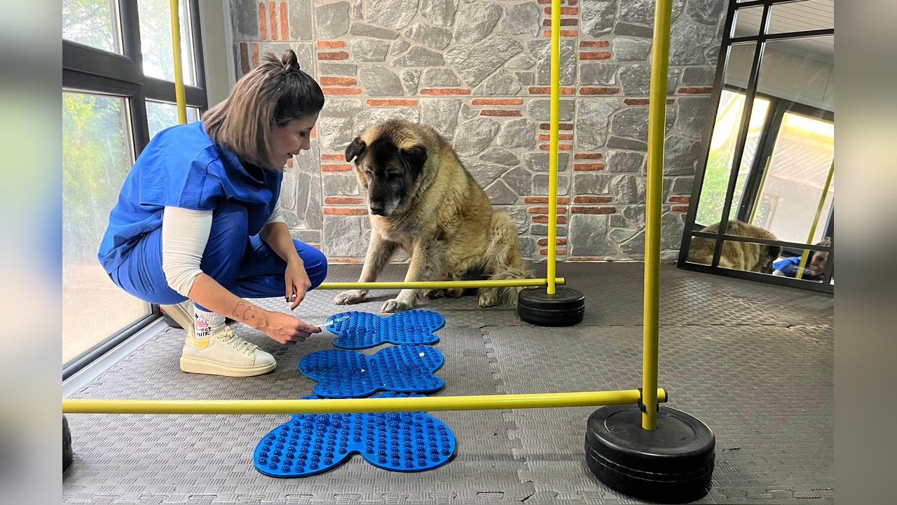 Obeziteyle Mücadele Eden 'Duman' 3 Ayda 10 Kilo Verdi, Yeni Sahibini Arıyor