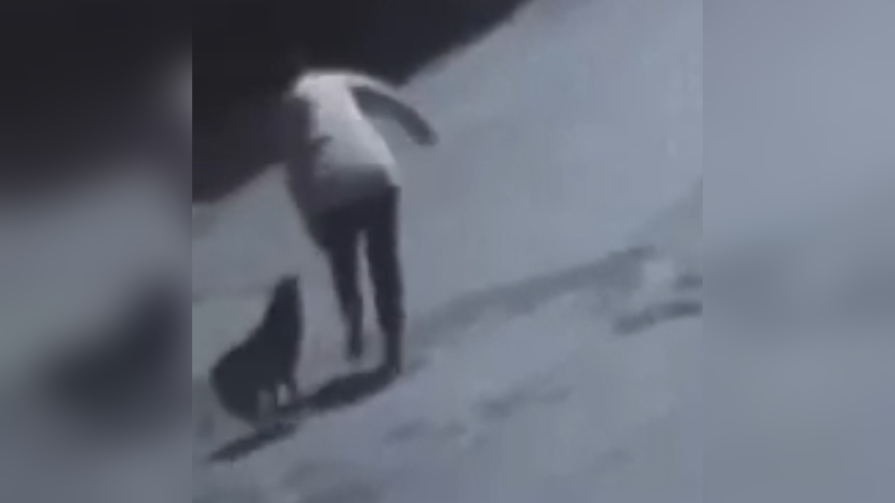 Tekirdağ'da Sokak Köpeğinin Isırdığı Kadın Yaralandı