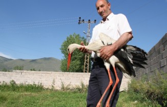 Uçamayan leyleği evinde besliyor