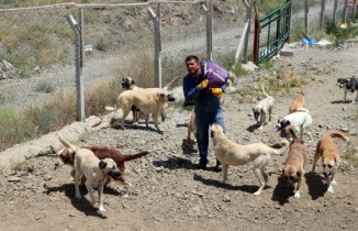 Ömrünü sokak köpeklerine adadı