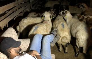 Kurbanlıklarla koyun koyuna yatıyorlar