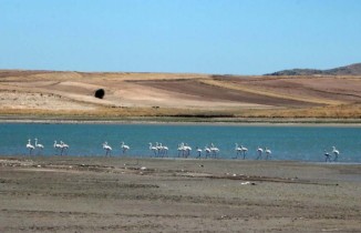 Gelingüllü Barajı flamingolarla renklendi