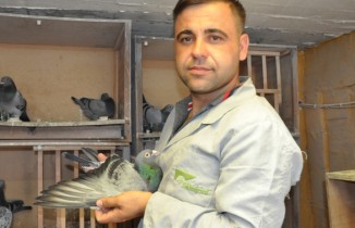 Mesafe tanımayan güvercin sahibine kupa kazandırdı