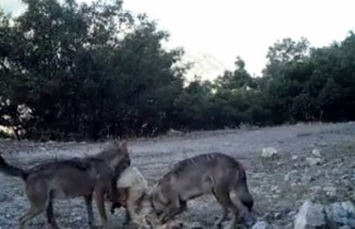 Fotokapanlara kurtlar ve boz ayı takıldı