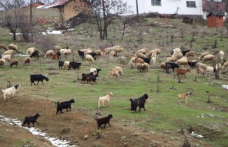 Çobanların zorlu kış mesaisi başlıyor
