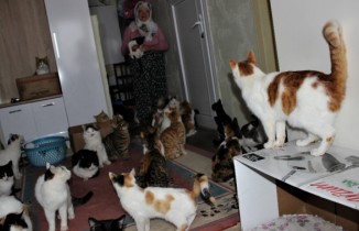 Bir evde tam 58 kedi