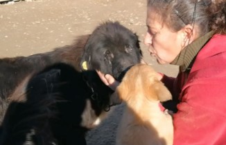 Doğuştan gözleri olmayan köpeğe evladı gibi bakıyor