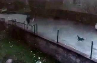Horozla çocuk arasında güldüren kovalamaca