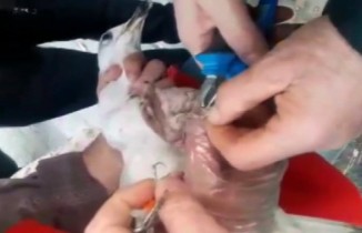 Esnaf yaralı martı için seferber oldu