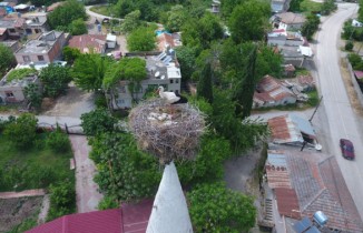 40 yıldır aynı caminin minaresine yuva yapıyorlar