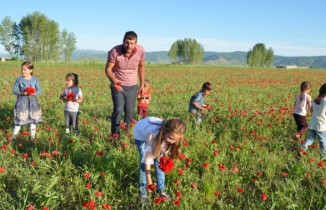 Muş Ovası kırmızıya büründü
