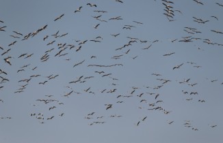 Ak pelikanların gökyüzündeki dansı havadan görüntülendi
