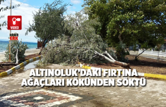 Altınoluk’daki fırtına ağaçları kökünden söktü