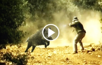 En iyi beş yaban domuzu avı