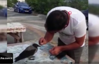 Karga ile taksi şoförlerinin dostluğu