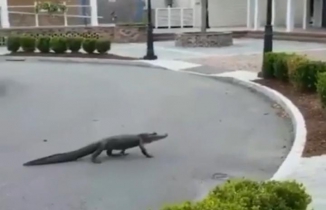 Güney Carolina'da dolaşan timsah