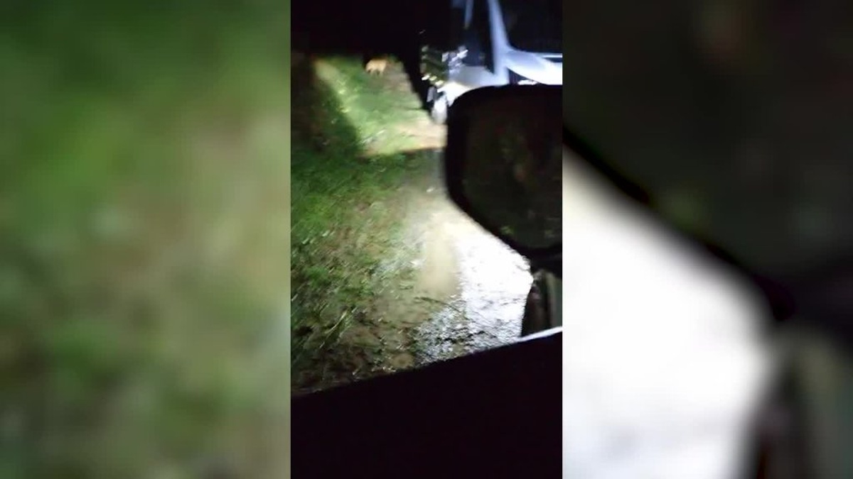 Yağlıdere Belediyesi'nin Köpekleri Ormana Bırakması: Belediye Başkanı İbaş, Sorumlulardan İş Akdini Feshedecek