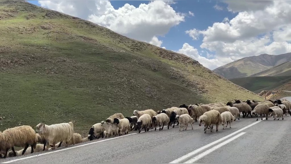 Çatak'ta Besici Sarıbulak: 'Hayvancılık Yapmak Her Geçen Gün Zorlaşıyor'