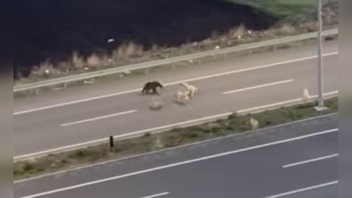ArdaHan'da çöpte yiyecek arayan bozayı, köpeklerle mücadele etti, ardından halı sahaya girdi