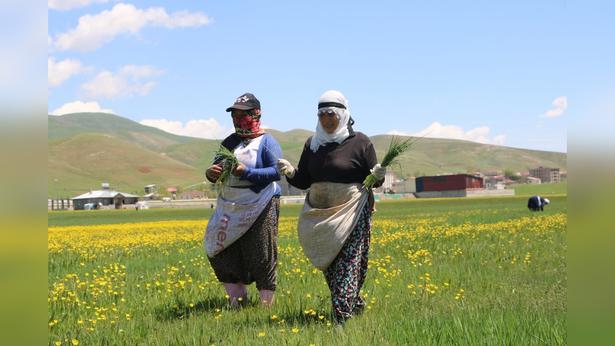 Yüksekova'da kadınlar pancar otu toplamaya başladı