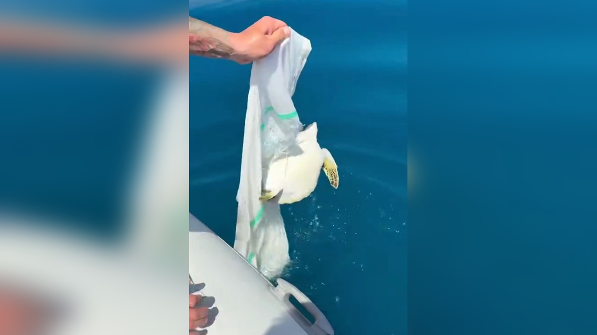 Alanya'da yavru deniz kaplumbağası misinadan kurtarıldı