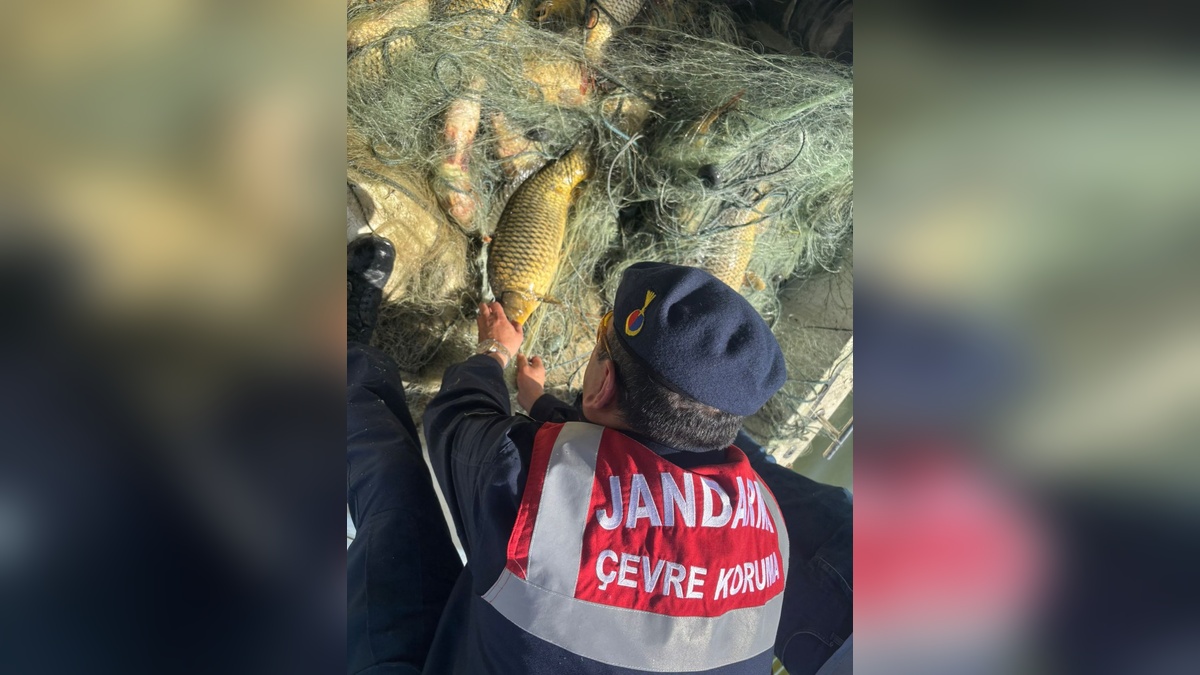 Samsun'da Altınkaya Barajı'nda ağa takılan 350 kilo sazan kurtarıldı